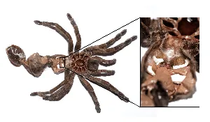 21990 feeding tarantula after molt