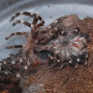 21990 post molt tarantula