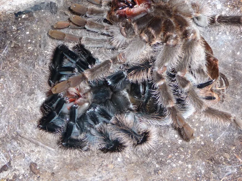 21990 premolt tarantula