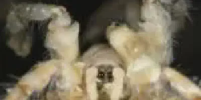/img/21990-stuck-molt-tarantula.webp