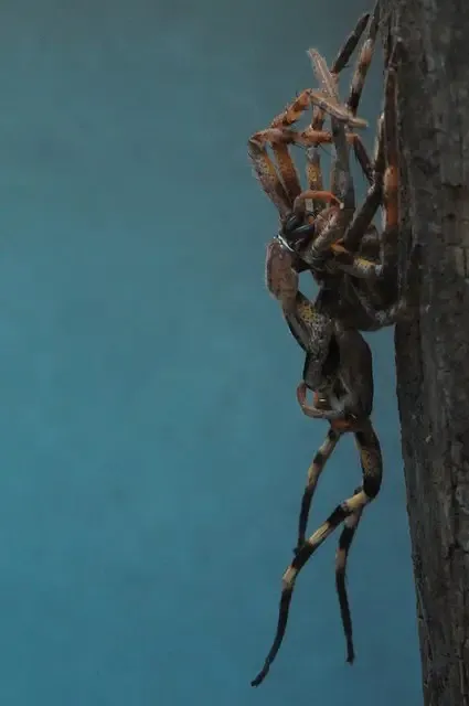 21990 tarantula molt shed