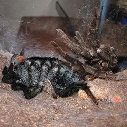 21990 tarantula molting process