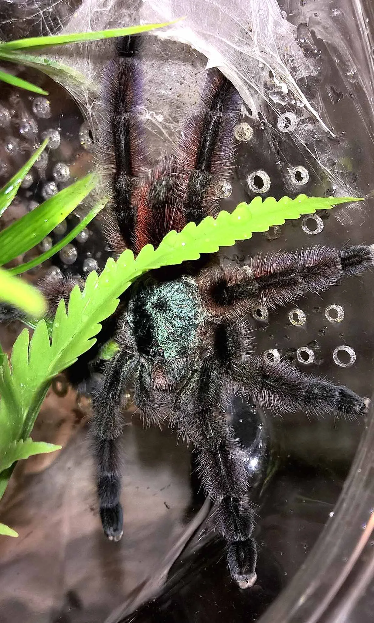 /img/21993-tarantula-voladora-lifespan.webp
