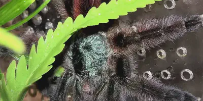 /img/21993-tarantula-voladora-lifespan.webp