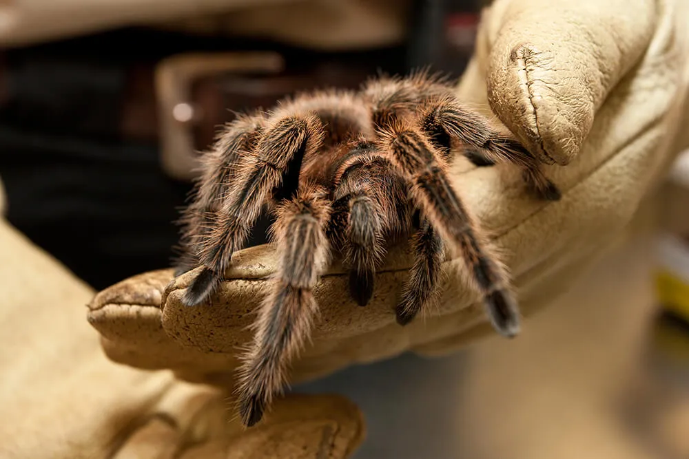 21993 tarantula voladora pet