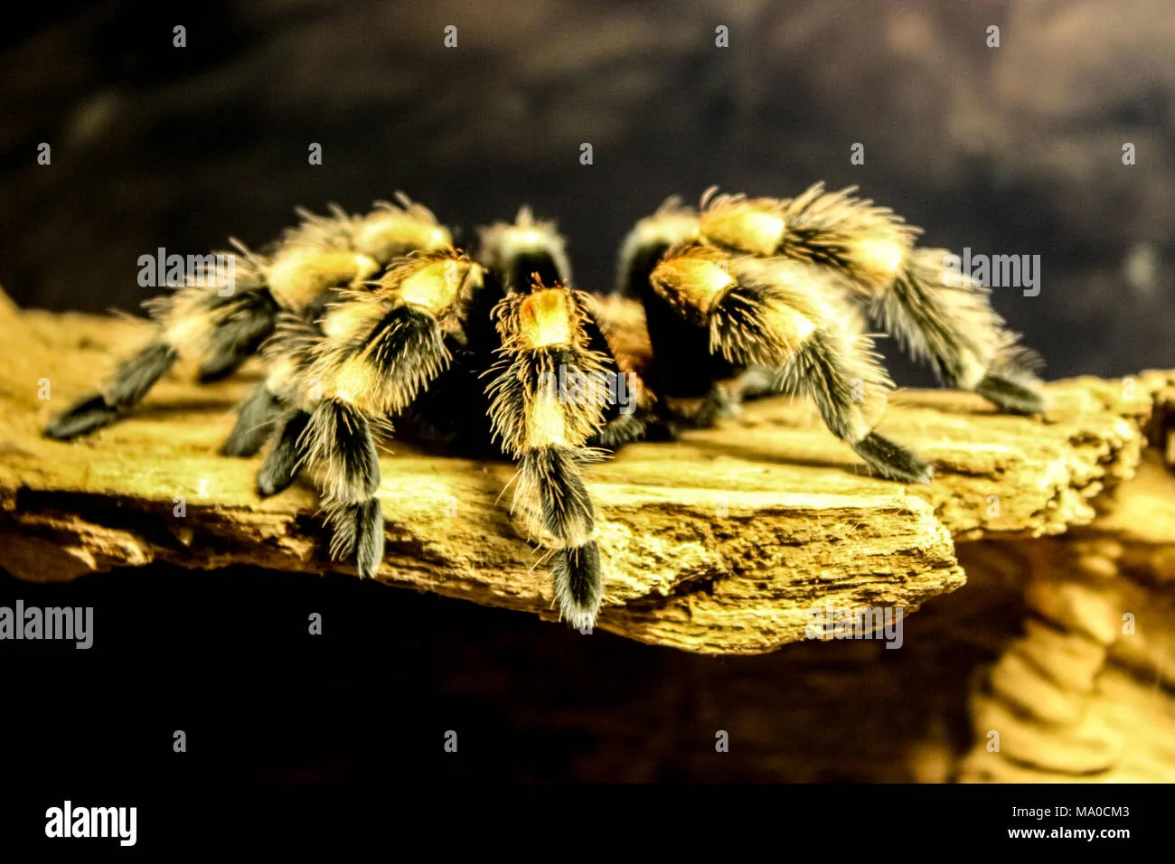 21995 bird eating spider tarantula appearance