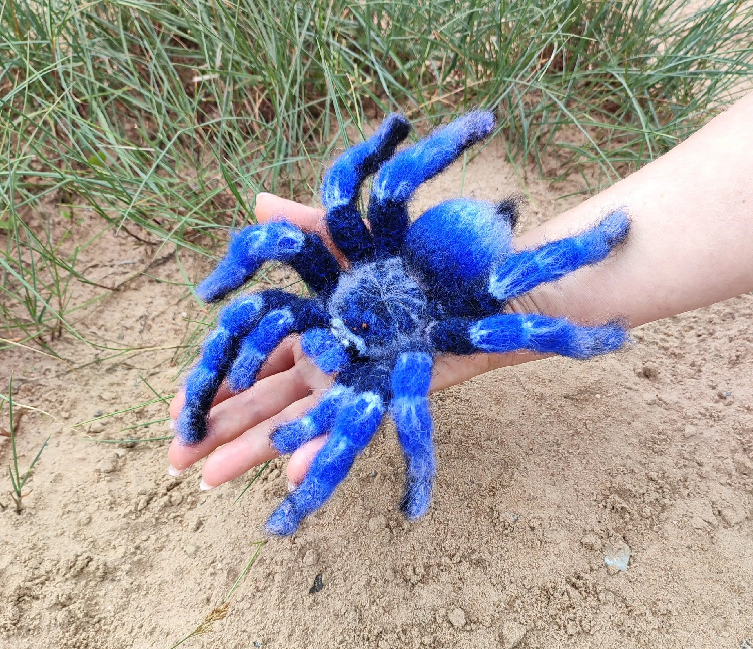 /img/21995-bird-eating-spider-tarantula-defensive.webp