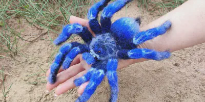 /img/21995-bird-eating-spider-tarantula-defensive.webp