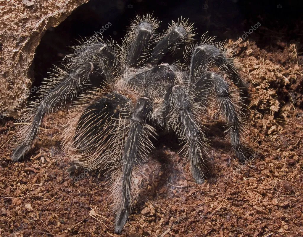 21995 bird eating spider tarantula feeding