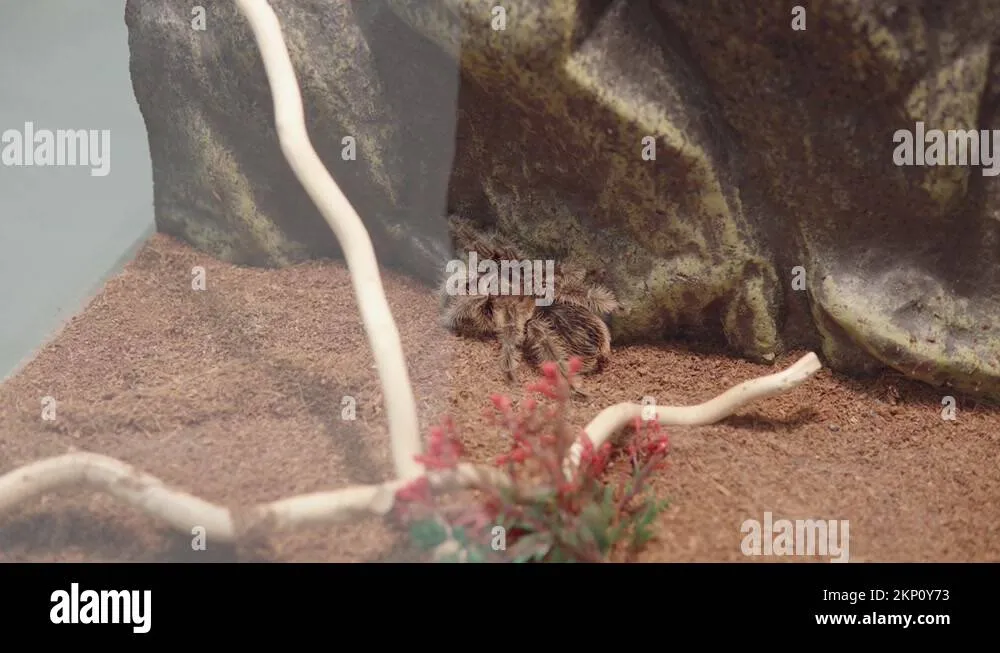 21995 bird eating spider tarantula habitat