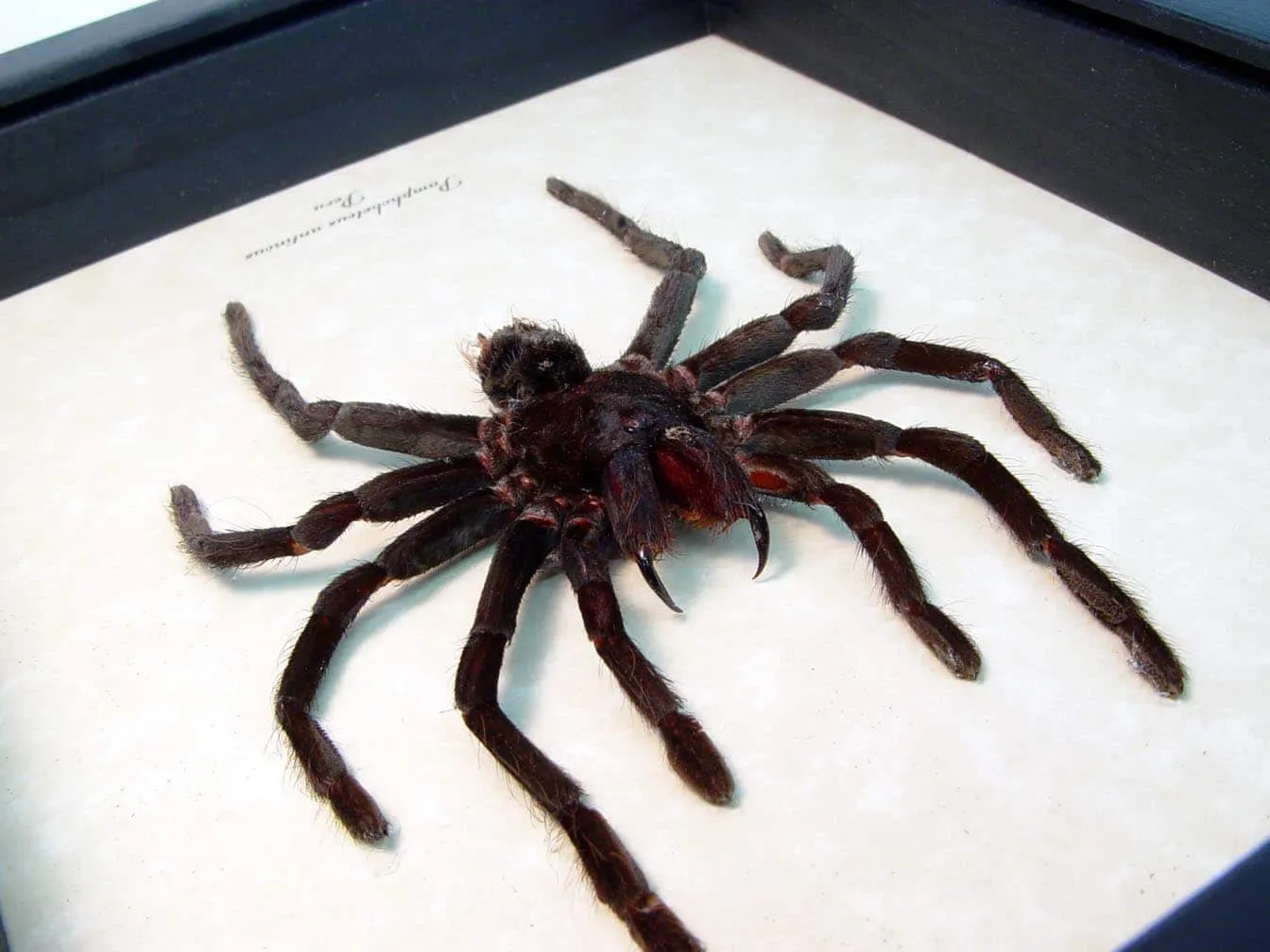 21995 bird eating spider tarantula molting
