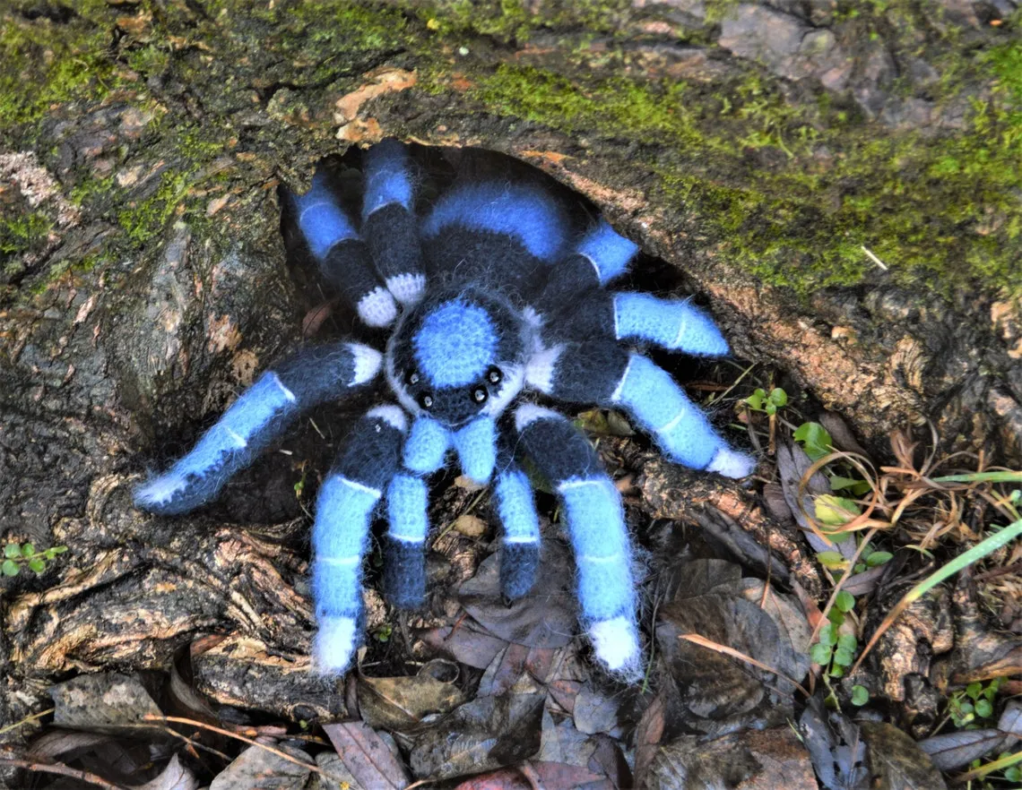 21995 bird eating spider tarantula pet