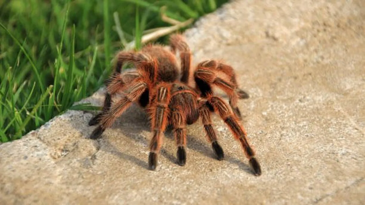 21997 aging tarantula