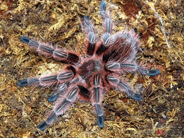 /img/21997-healthy-tarantula.webp