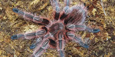 /img/21997-healthy-tarantula.webp