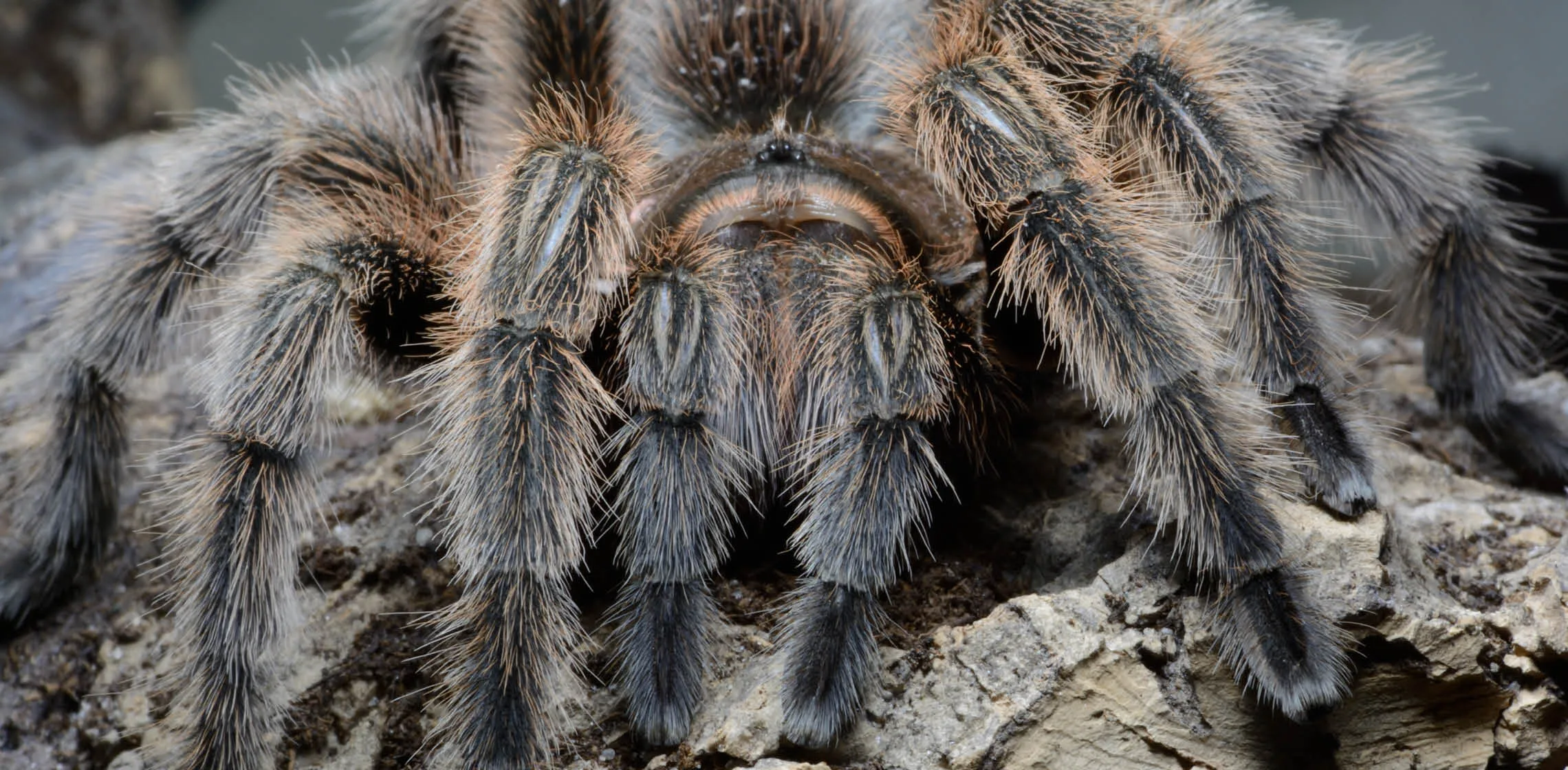 21997 tarantula care