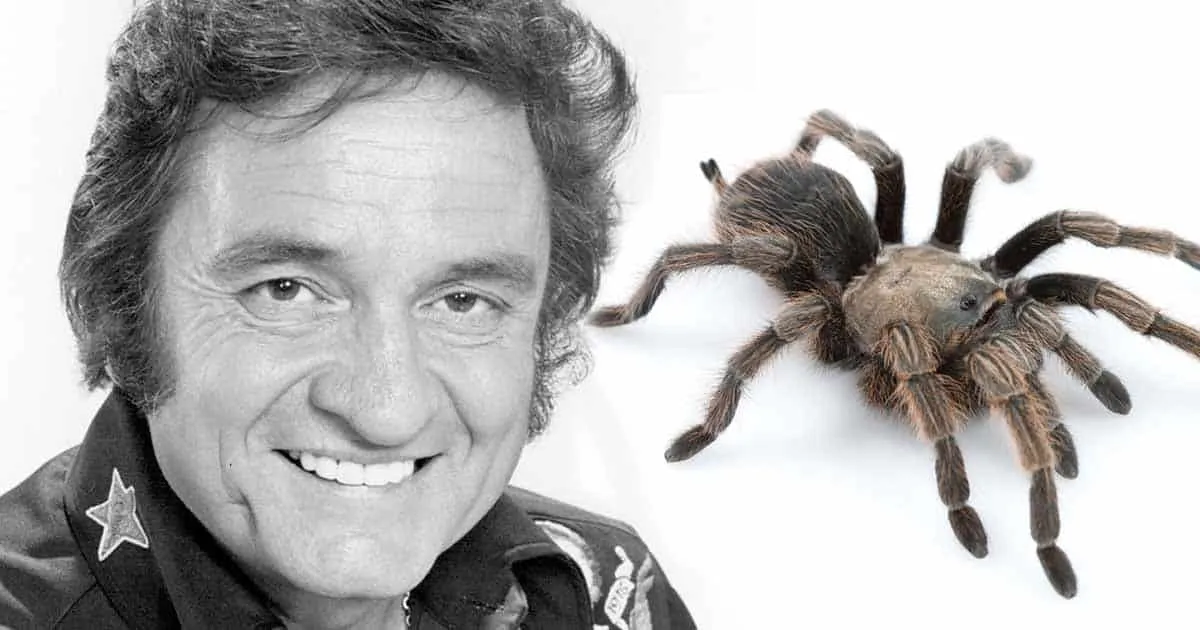 22000 tarantula influence