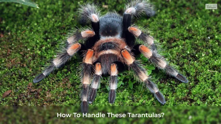 22001 orange chevron tarantula arboreal lifestyle