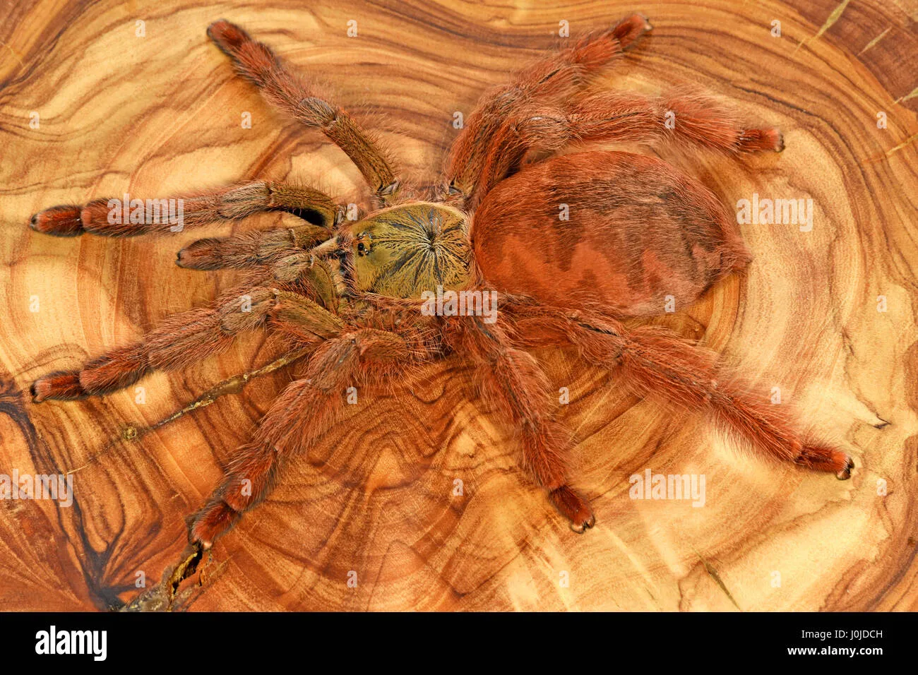 22001 orange chevron tarantula chevron pattern