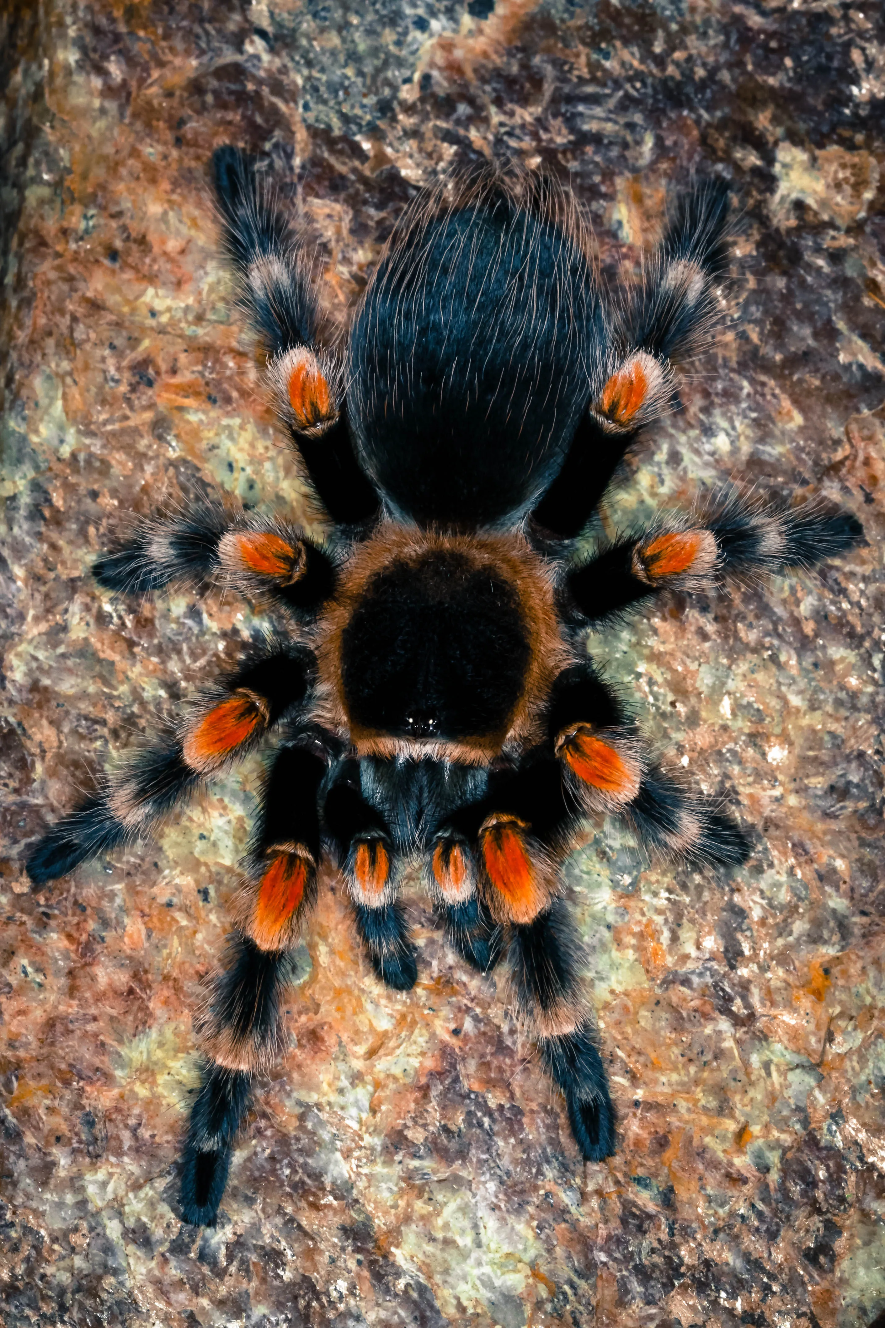 22001 orange chevron tarantula enclosure
