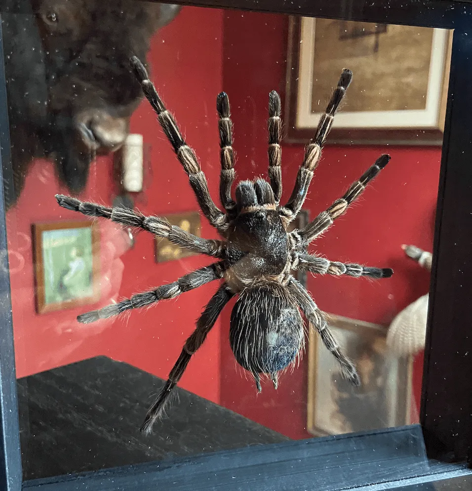 22001 orange chevron tarantula feeding
