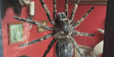 /img/22001-orange-chevron-tarantula-feeding.webp