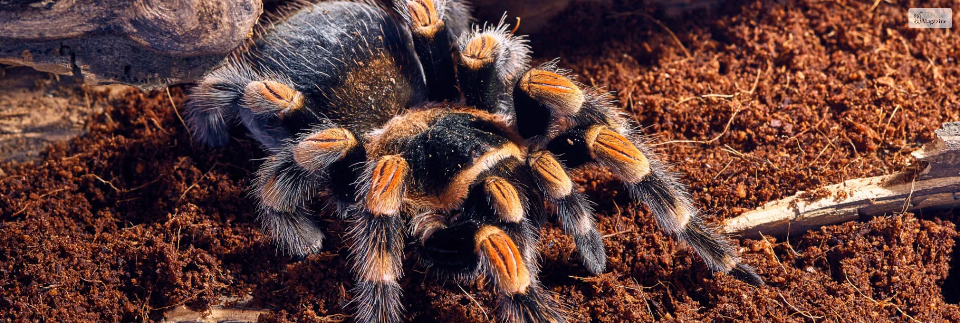 22001 orange chevron tarantula venom