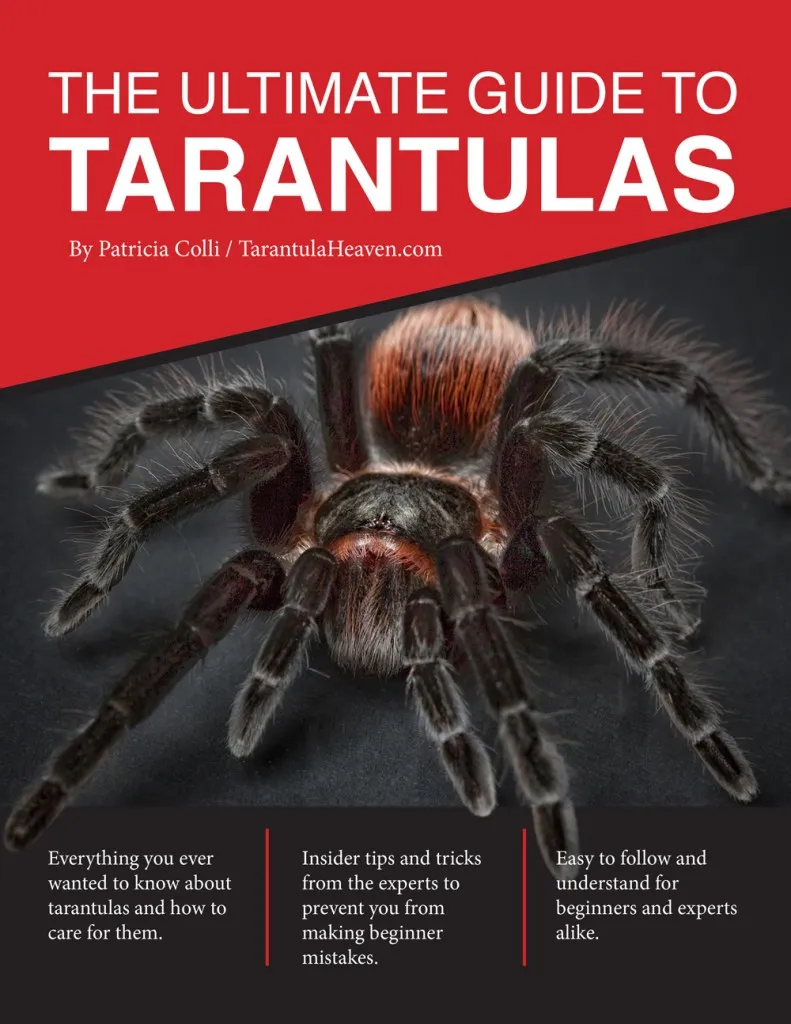 22003 testia tarantula feeding