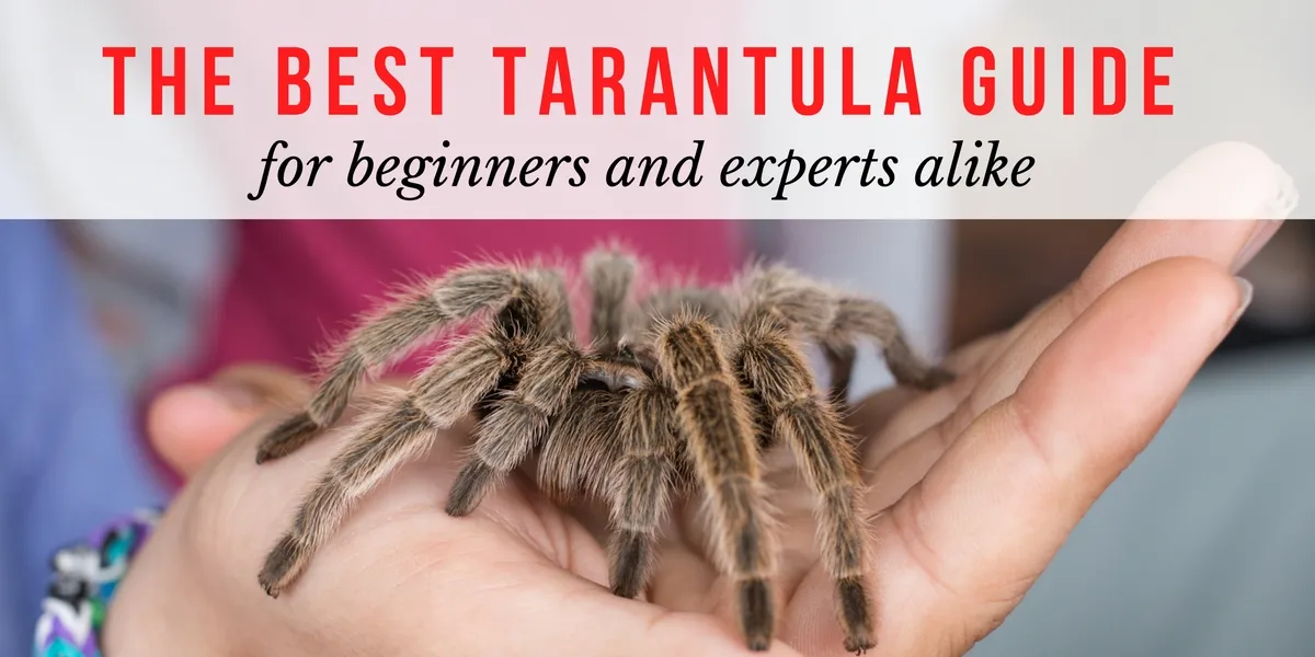 22003 testia tarantula handling