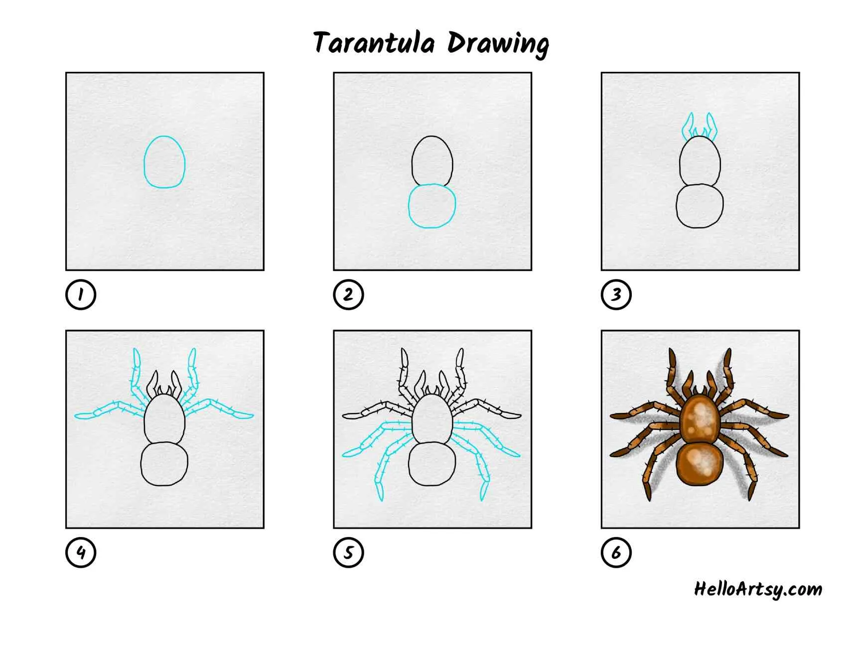 /img/22003-testia-tarantula-preventative-care.webp