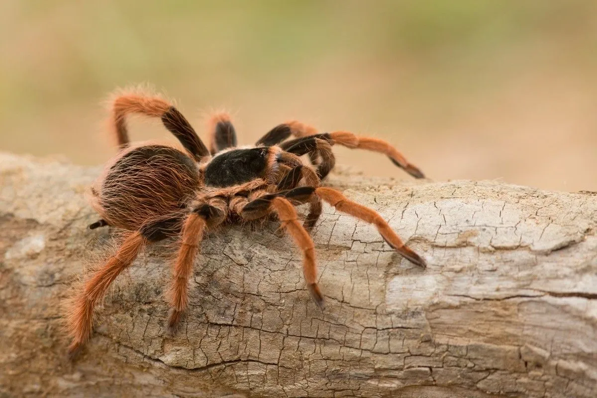 22004 tarantula conservation