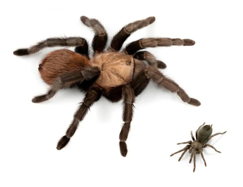 22004 tarantula habitat