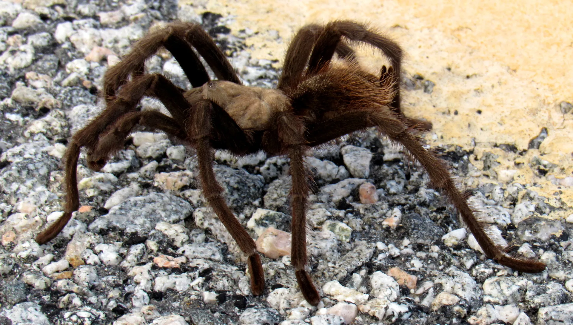 /img/22004-tarantula-population.webp