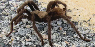 /img/22004-tarantula-population.webp