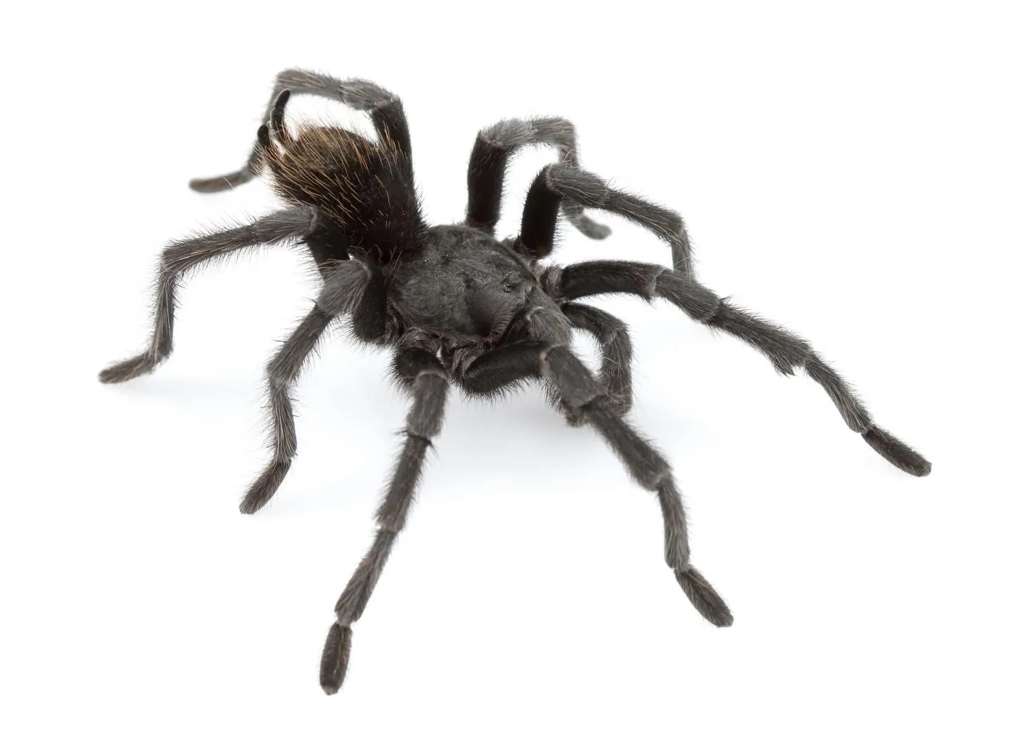 22004 tarantula species