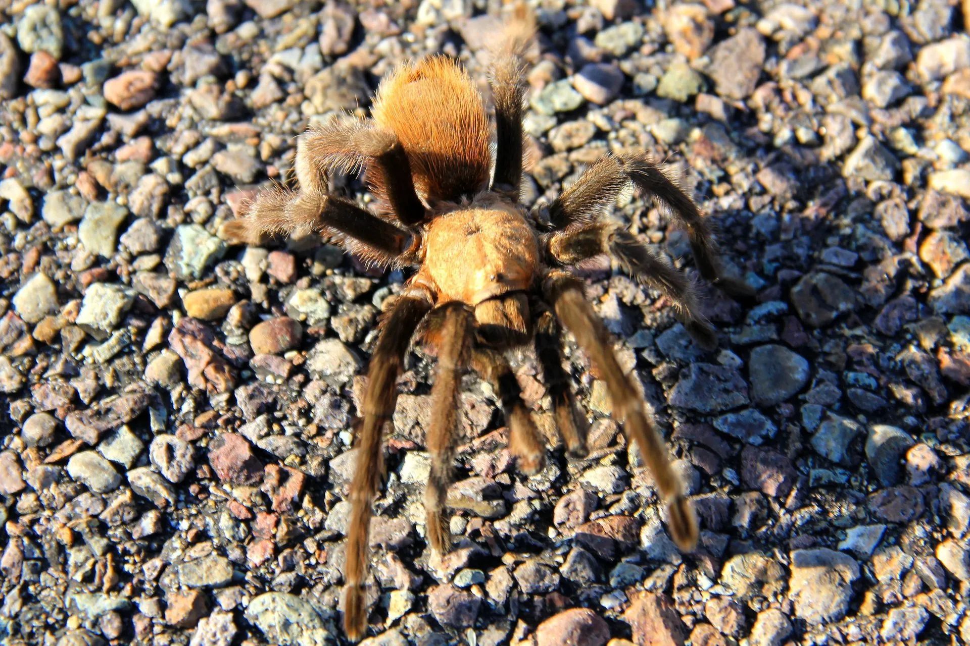 22008 male tarantula migrating