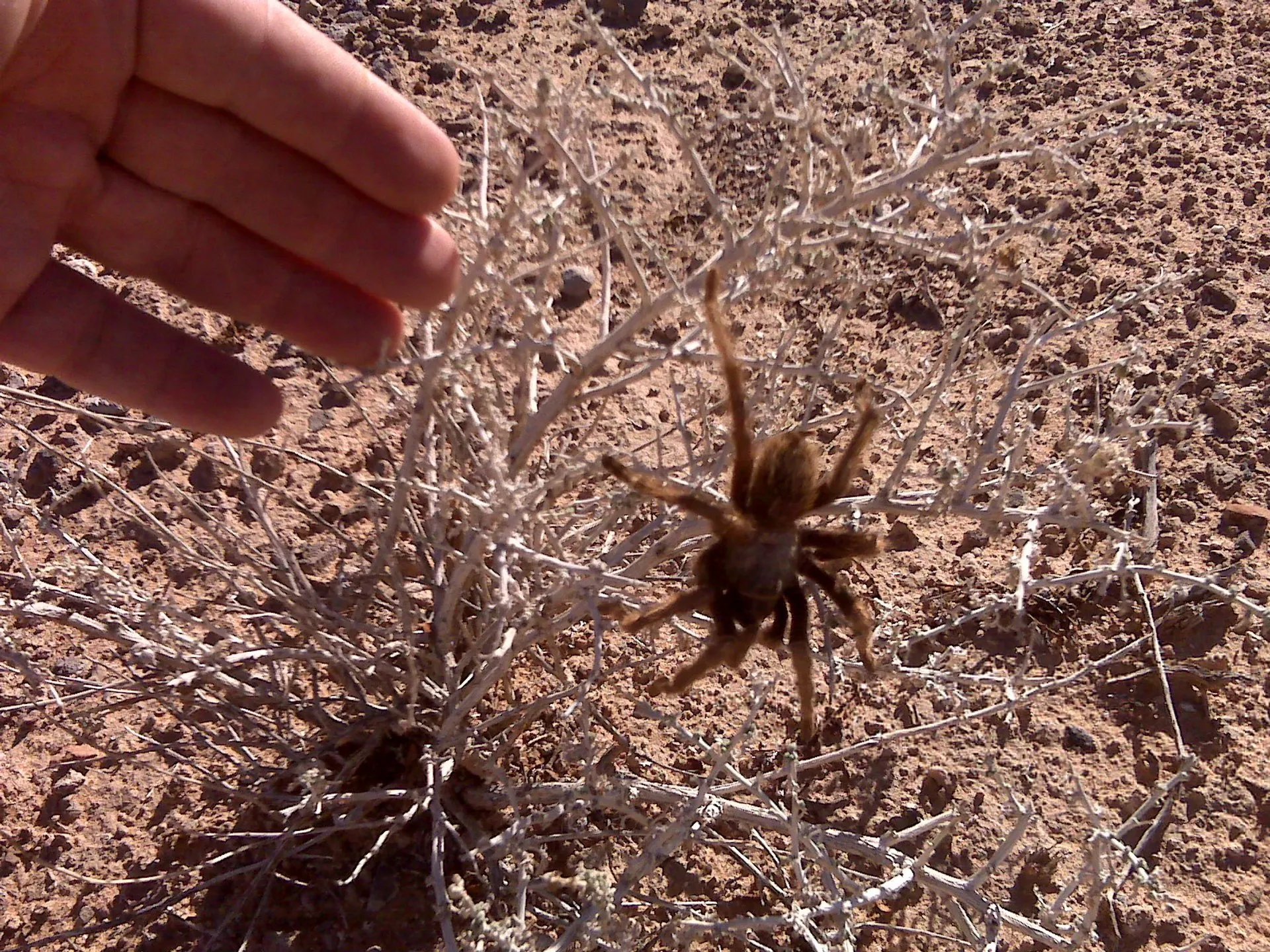 22008 tarantula mating behavior
