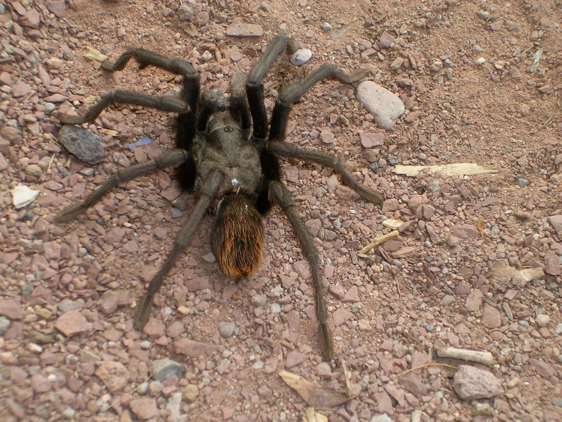 22008 tarantula migration overview