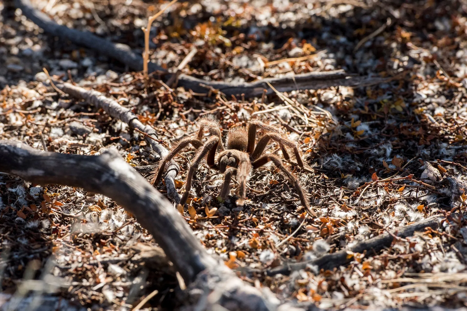 22008 tarantula migration safety