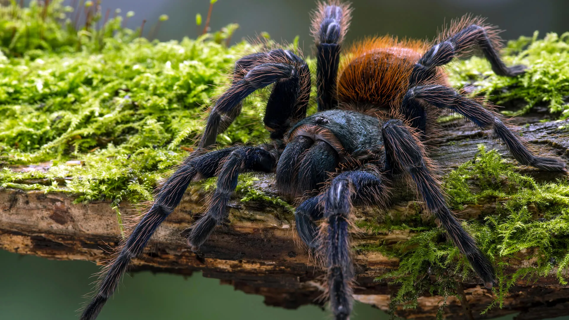 22009 tarantula eyes