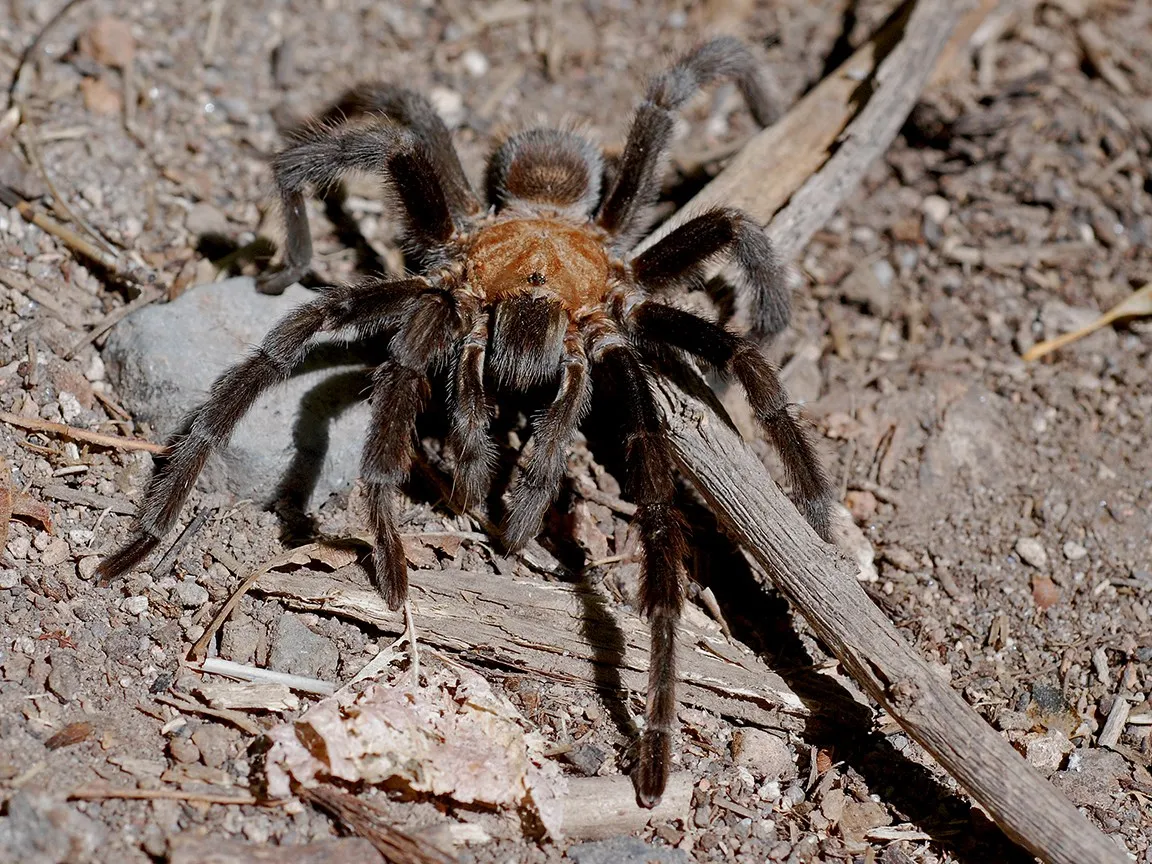22009 tarantula legs