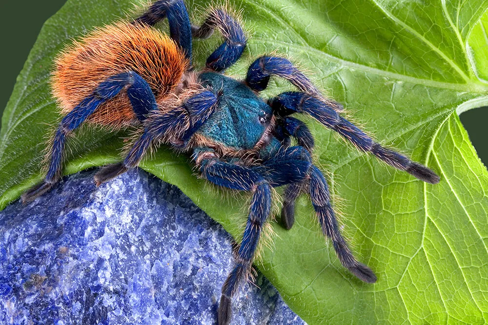 /img/22009-tarantula-molting.webp