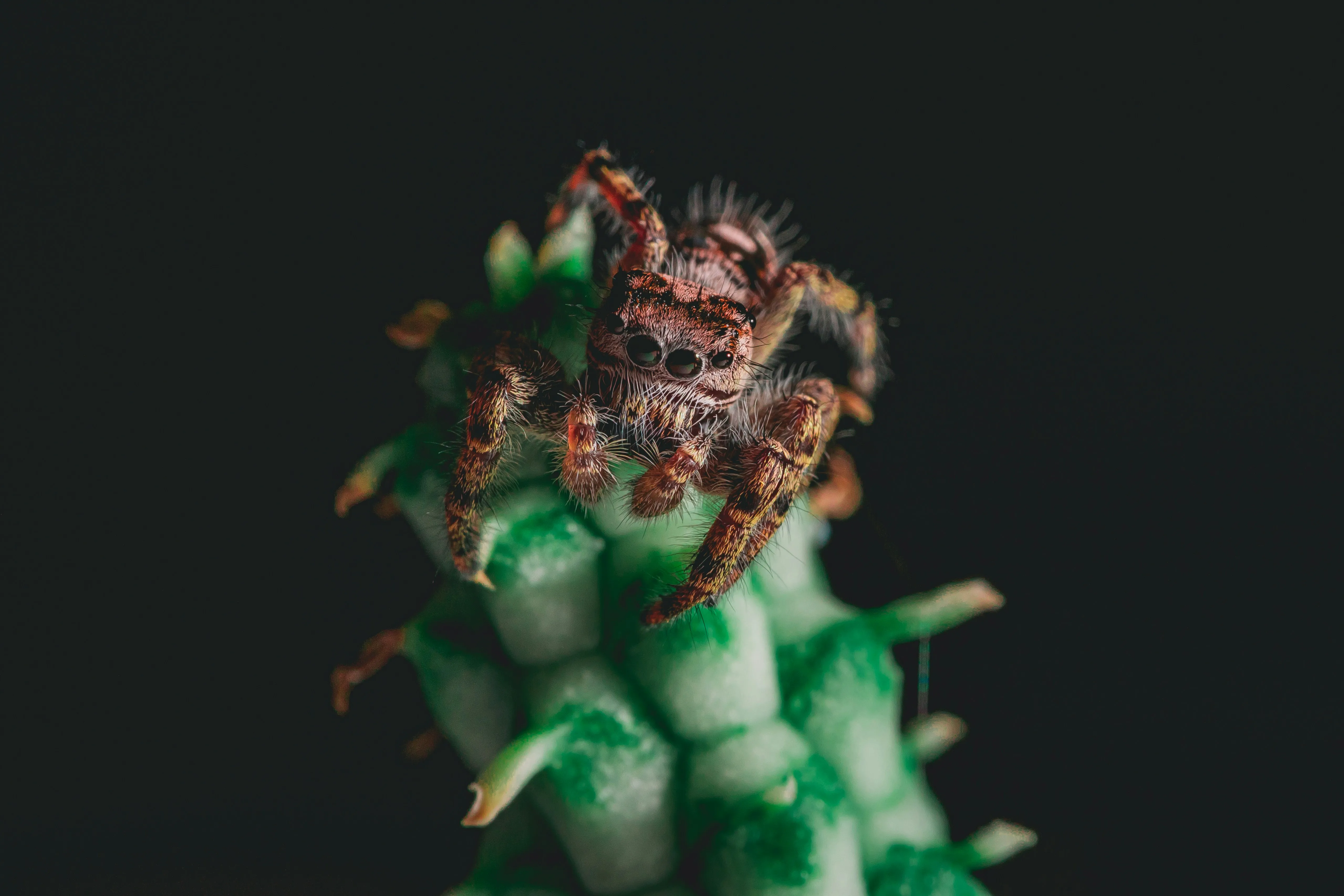 22009 tarantula size
