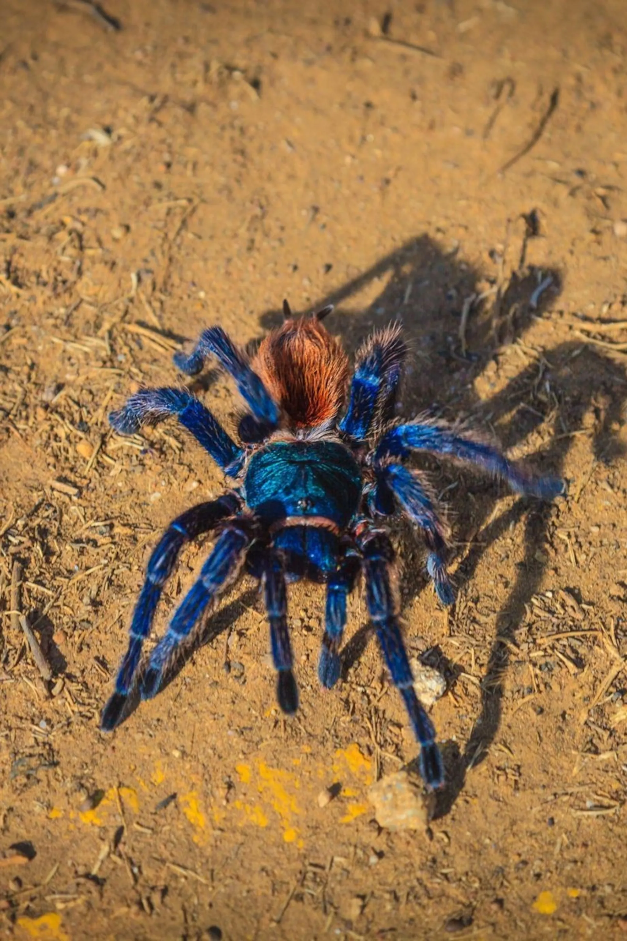 22013 mexican red knee tarantula