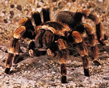 22014 tarantula spiderling enclosure