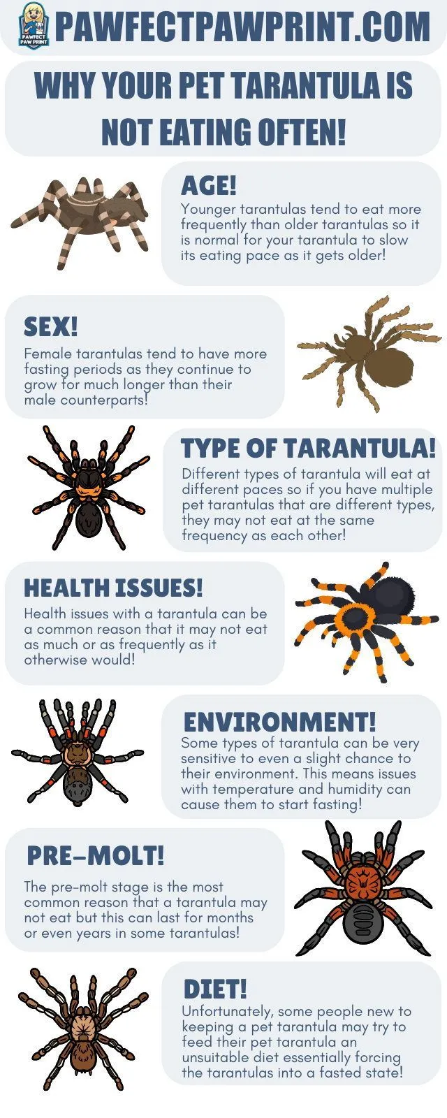22014 tarantula spiderling feeding schedule