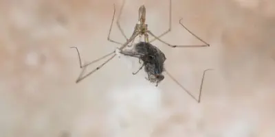 /img/22014-tarantula-spiderling-health.webp