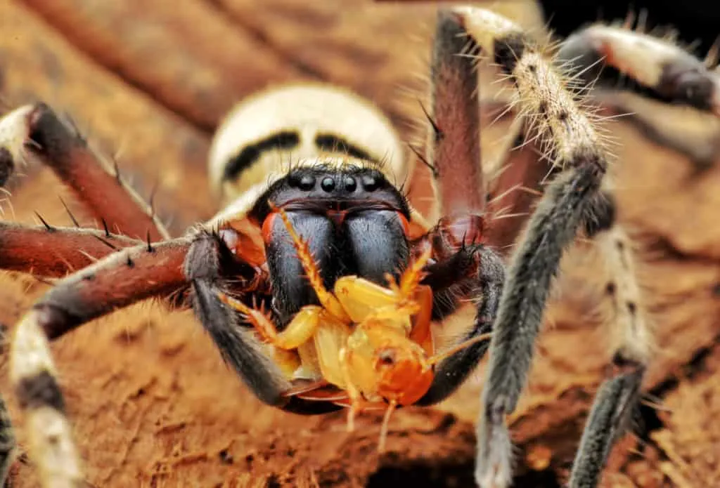 22014 tarantula spiderling hydration