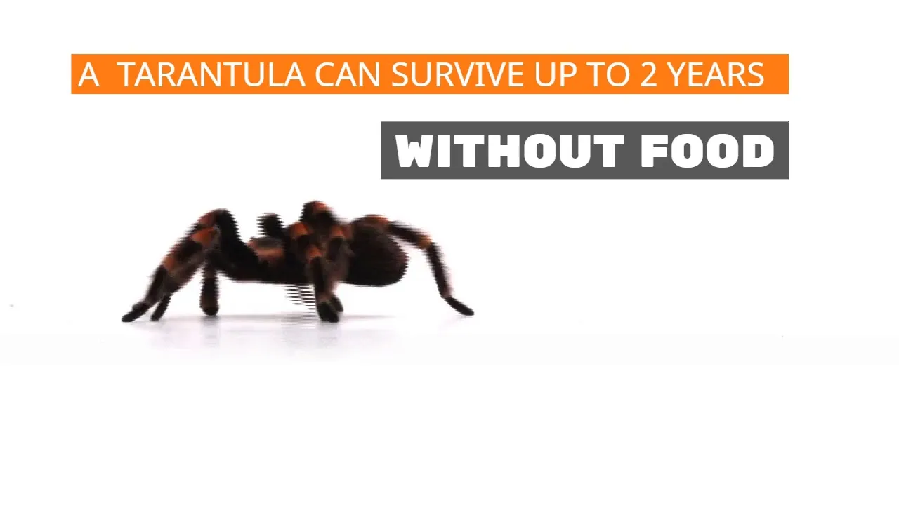 22014 tarantula spiderling molting
