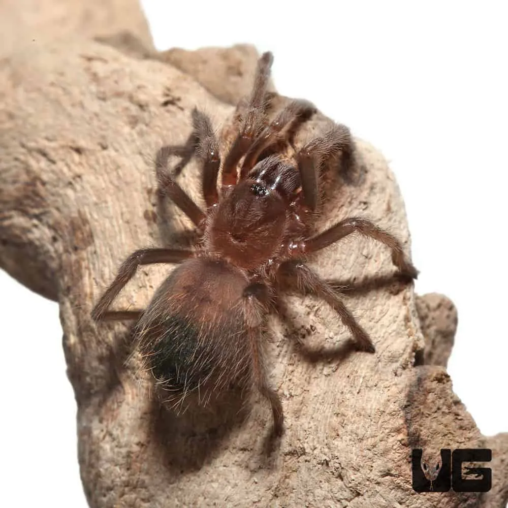 22016 healthy red knee tarantula